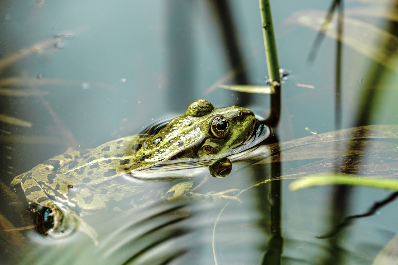 How to Build a DIY Garden Pond